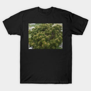 Mountain pine T-Shirt